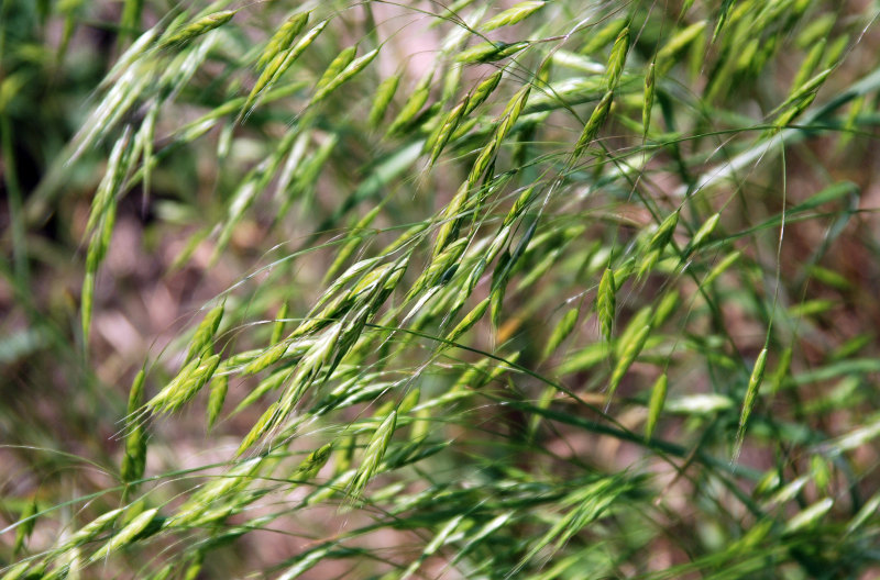 Image of Bromus arvensis specimen.