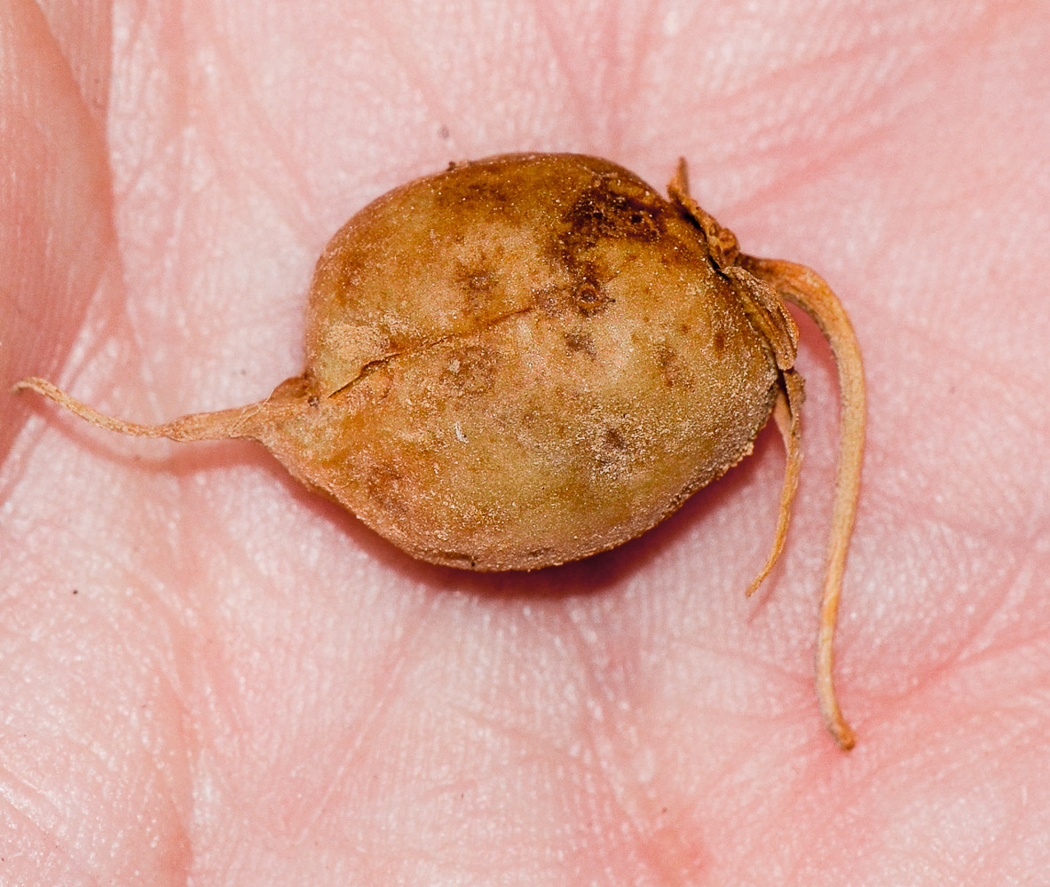 Image of Eremophila maculata specimen.