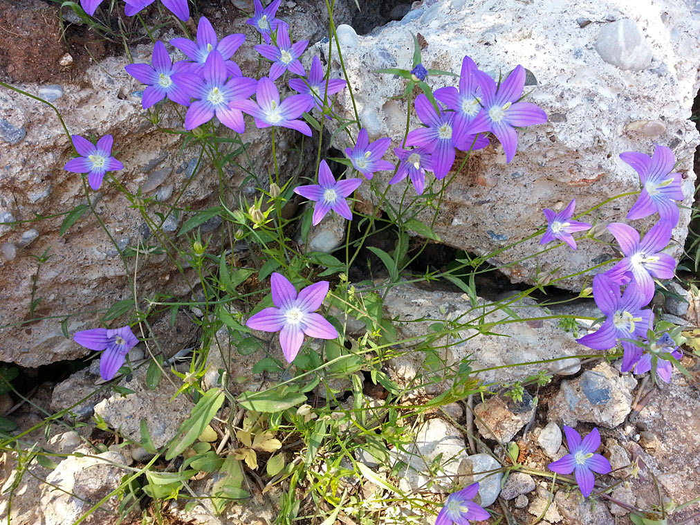 Image of genus Campanula specimen.