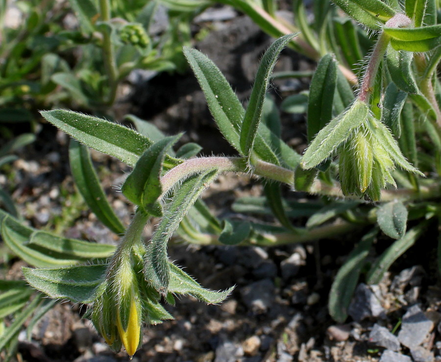 Image of genus Onosma specimen.