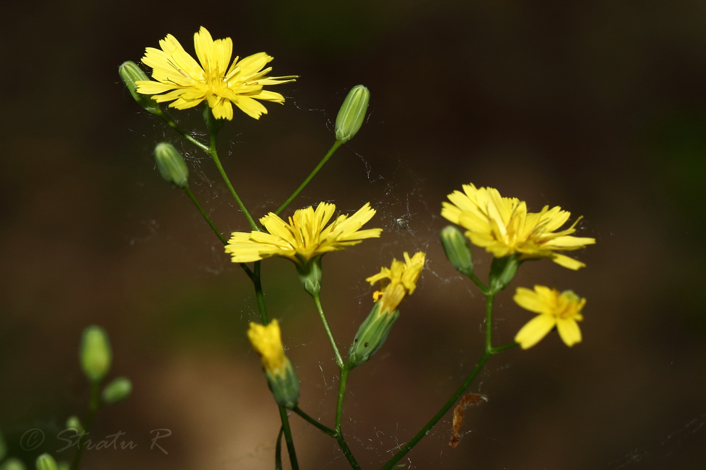 Image of Lapsana communis specimen.