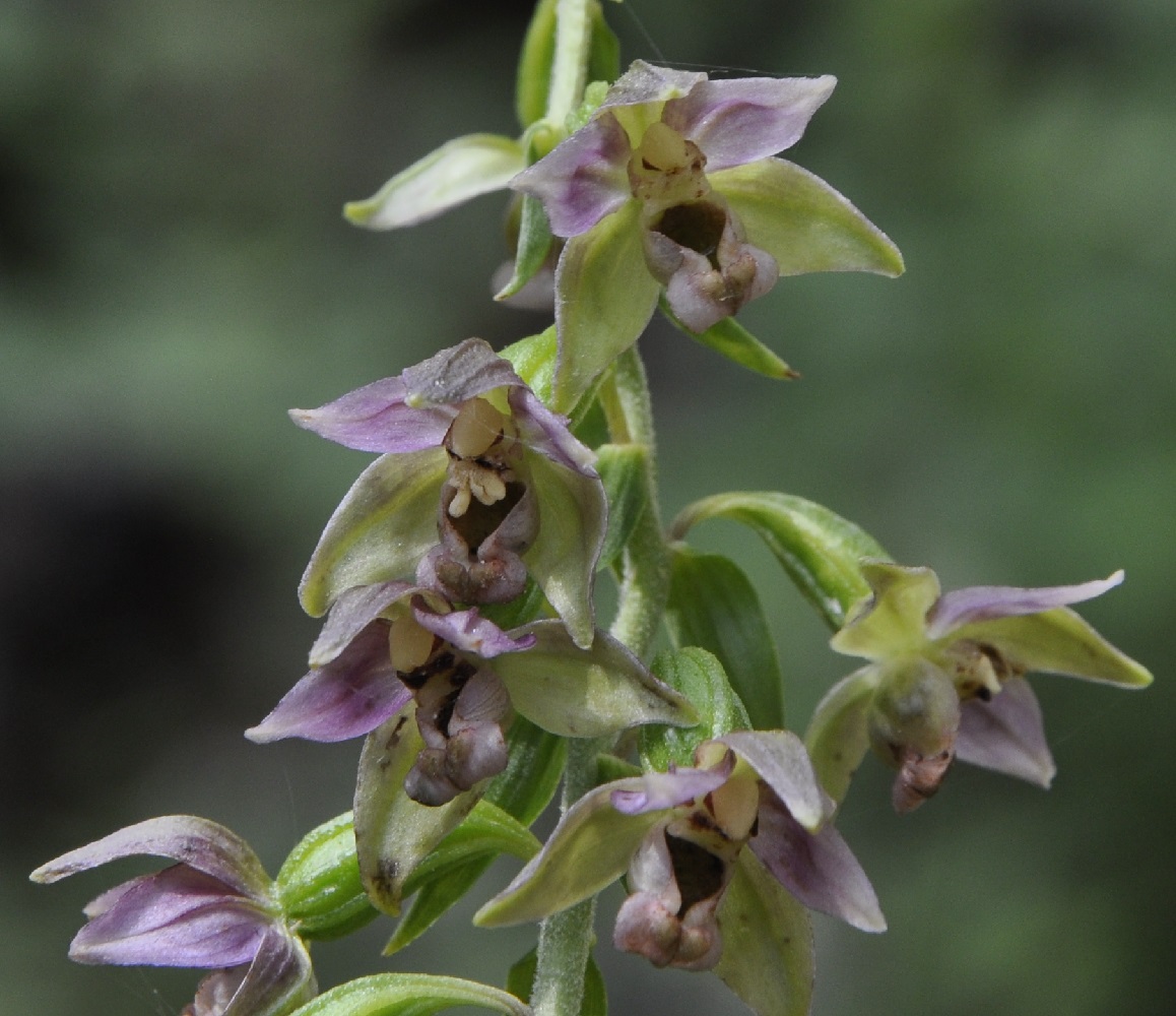 Изображение особи Epipactis helleborine ssp. degenii.