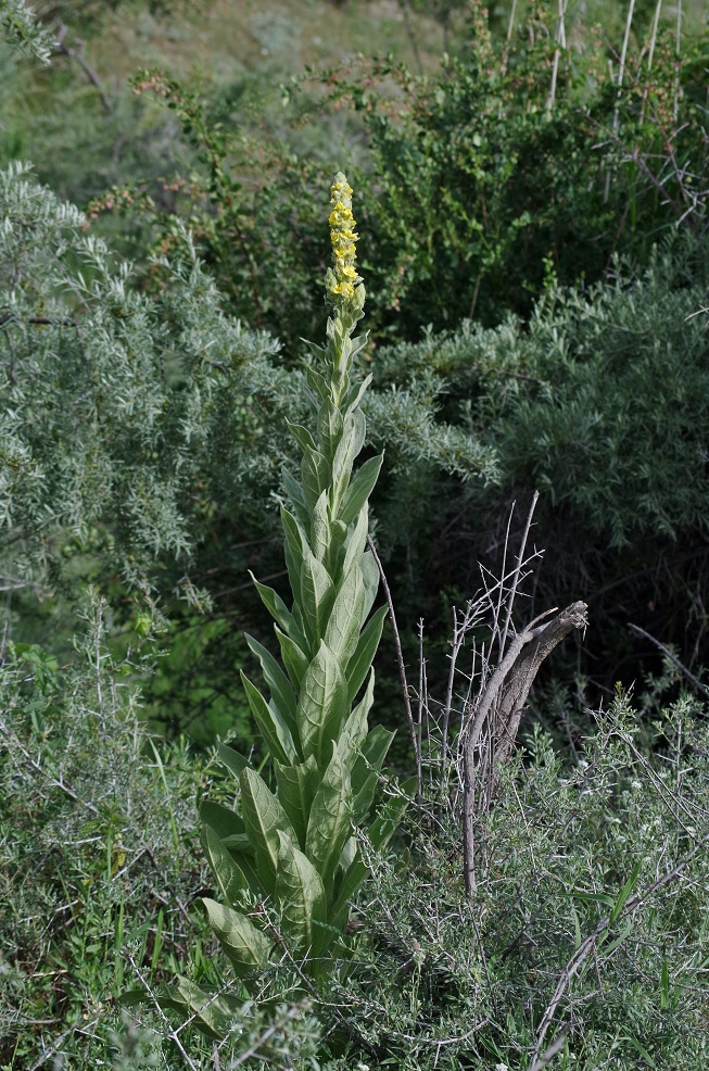 Image of Verbascum thapsus specimen.