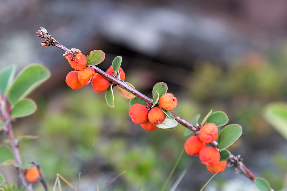 Image of Cotoneaster cinnabarinus specimen.