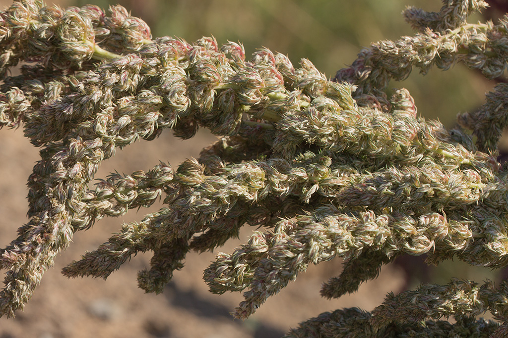 Image of Amaranthus retroflexus specimen.