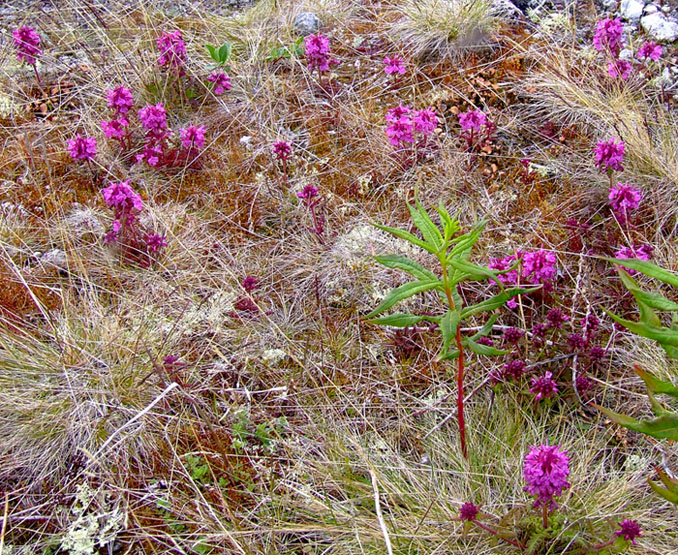 Изображение особи Pedicularis verticillata.