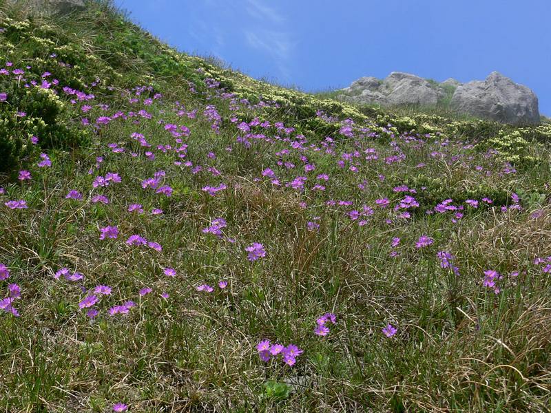 Image of Primula cuneifolia specimen.