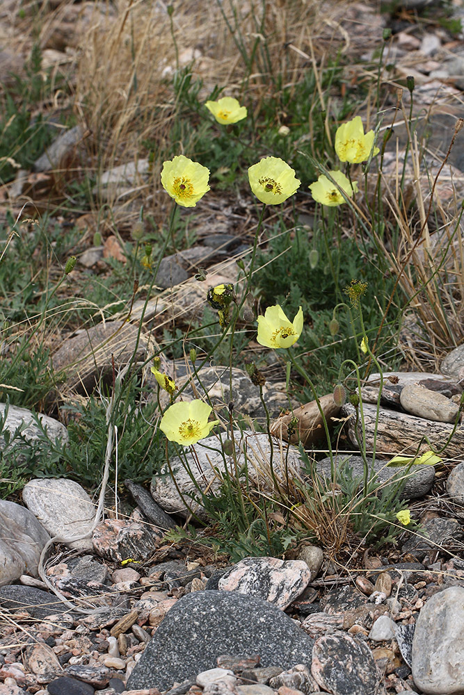 Изображение особи род Papaver.