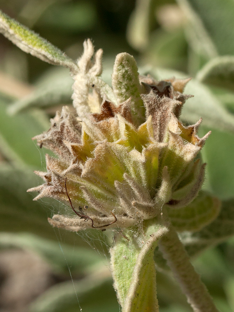 Изображение особи Phlomis fruticosa.