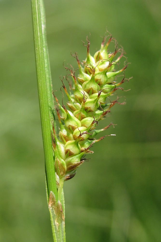 Image of Carex distans specimen.