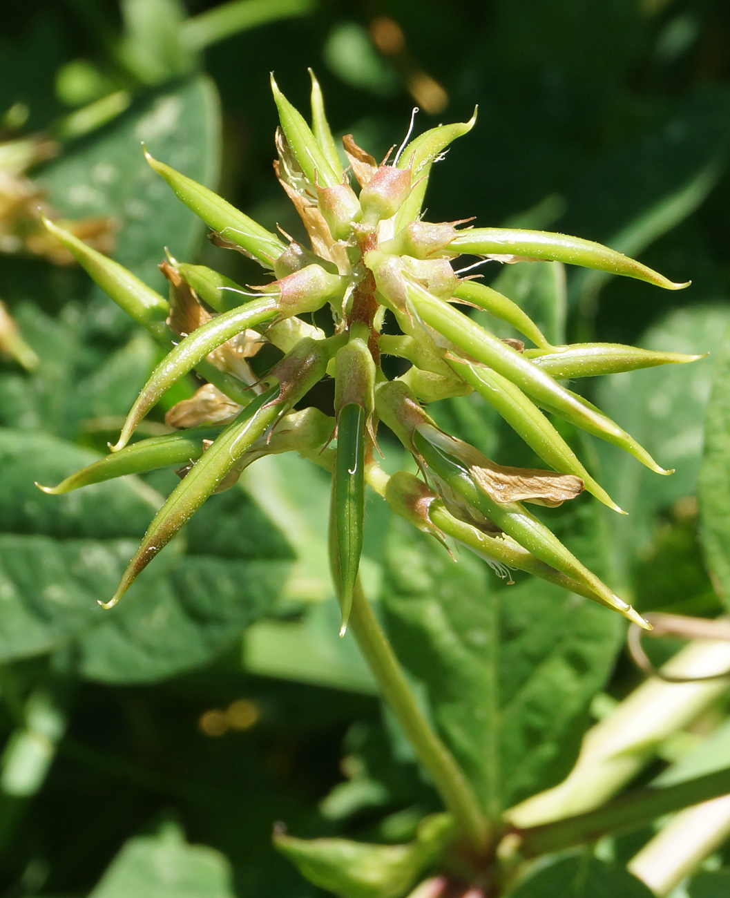 Изображение особи Astragalus glycyphyllos.