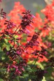 Salvia splendens. Соцветия. Черноморское побережье Кавказа, г. Новороссийск, в культуре, 8 декабря 2015 г.