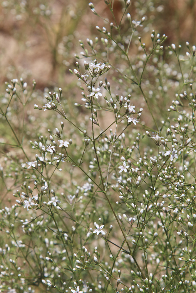 Image of Acanthophyllum gypsophiloides specimen.