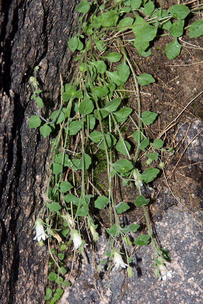 Image of Campanula incanescens specimen.