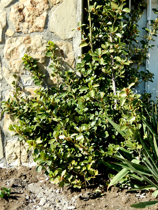 Image of Euonymus japonicus specimen.