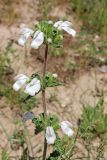 Phlomoides labiosa