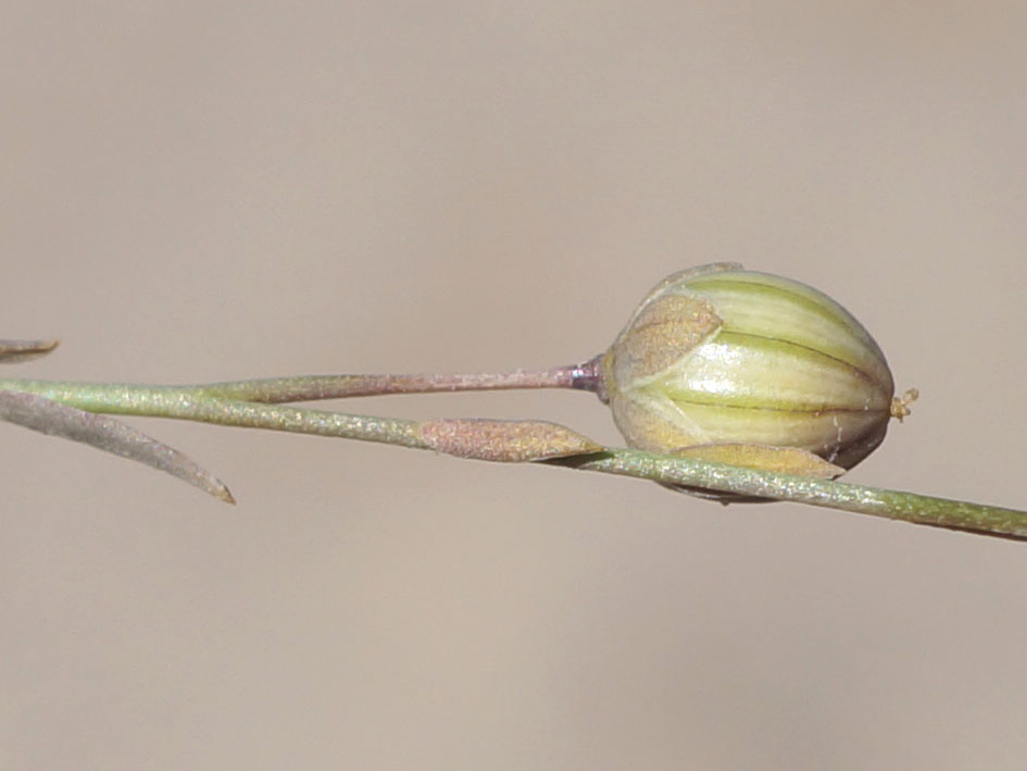 Изображение особи Linum altaicum.