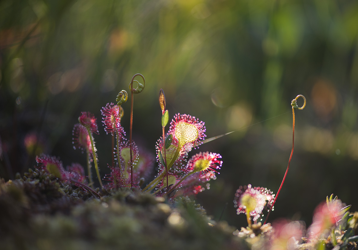 Image of Drosera rotundifolia specimen.