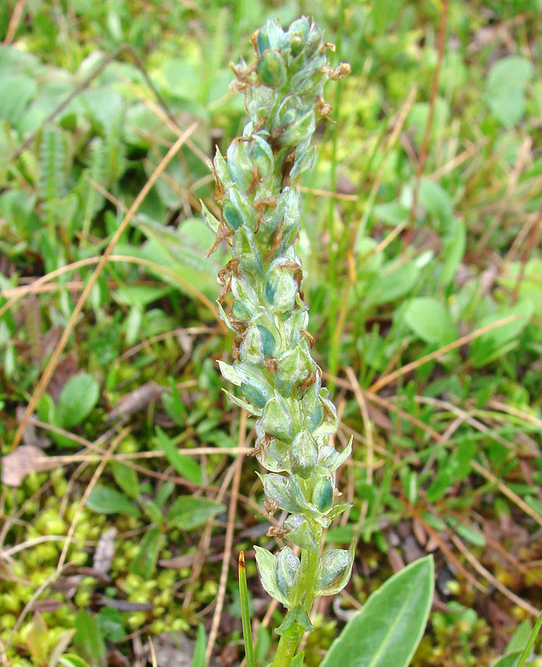 Image of Lagotis minor specimen.