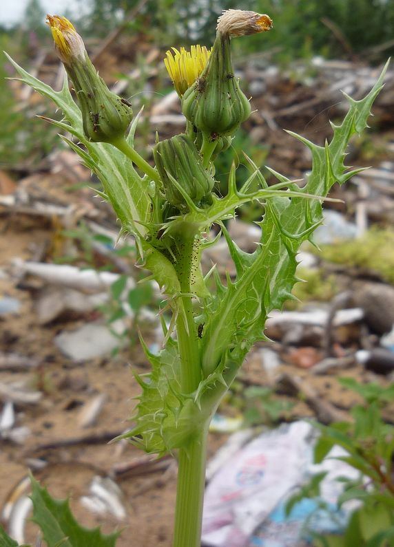 Изображение особи Sonchus asper.