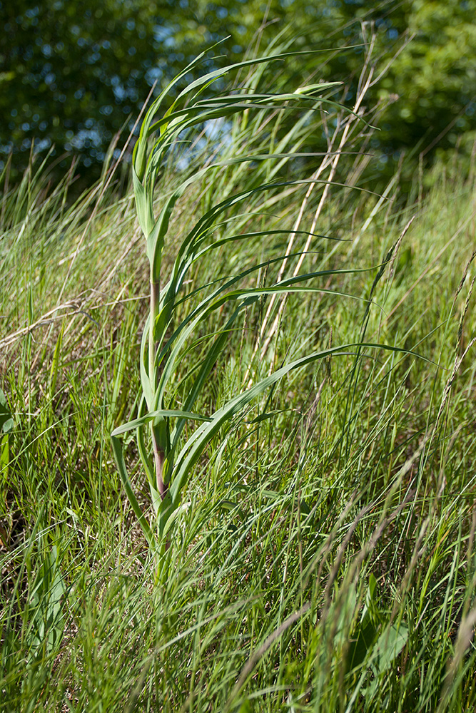 Image of Tragopogon pratensis specimen.