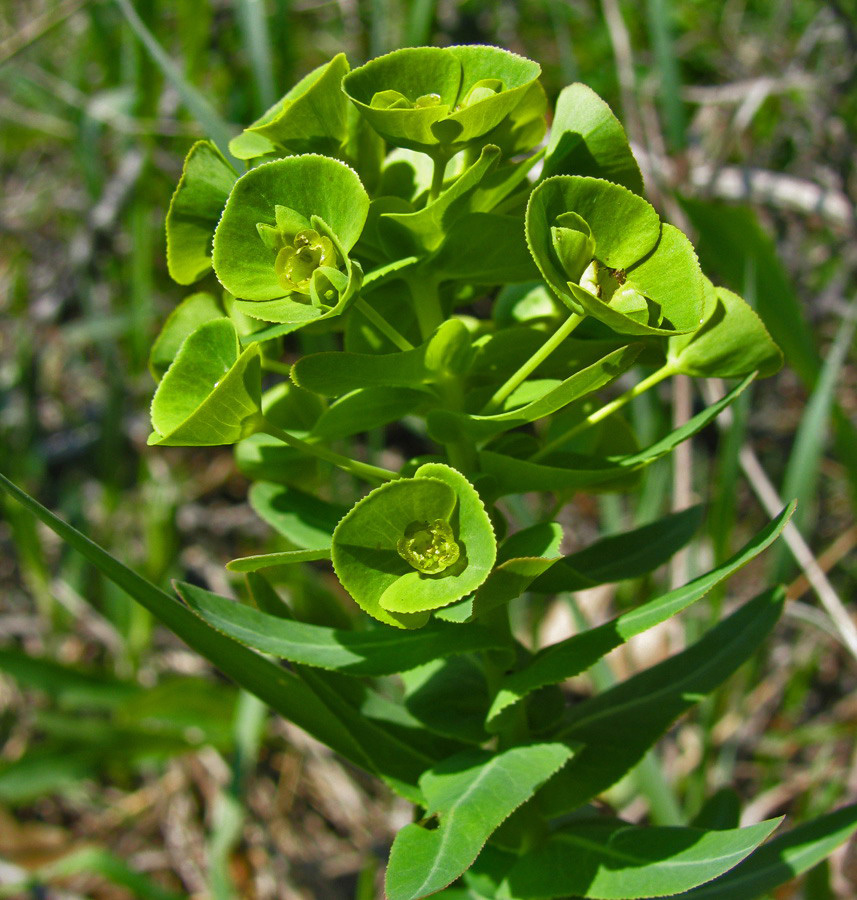 Изображение особи Euphorbia condylocarpa.