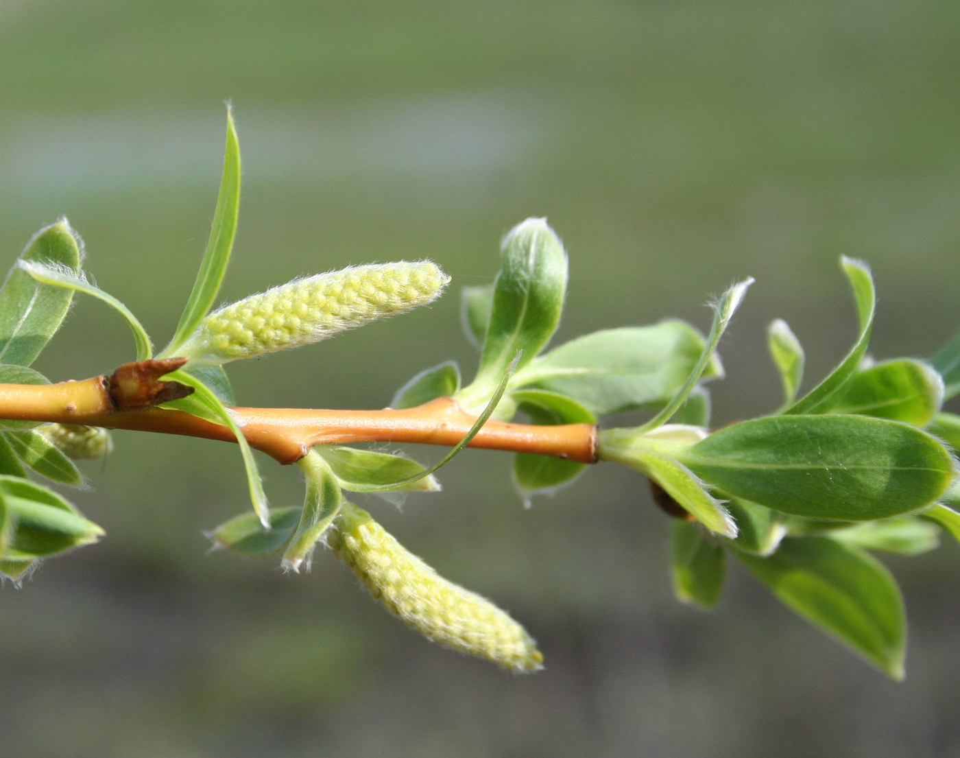 Image of genus Salix specimen.