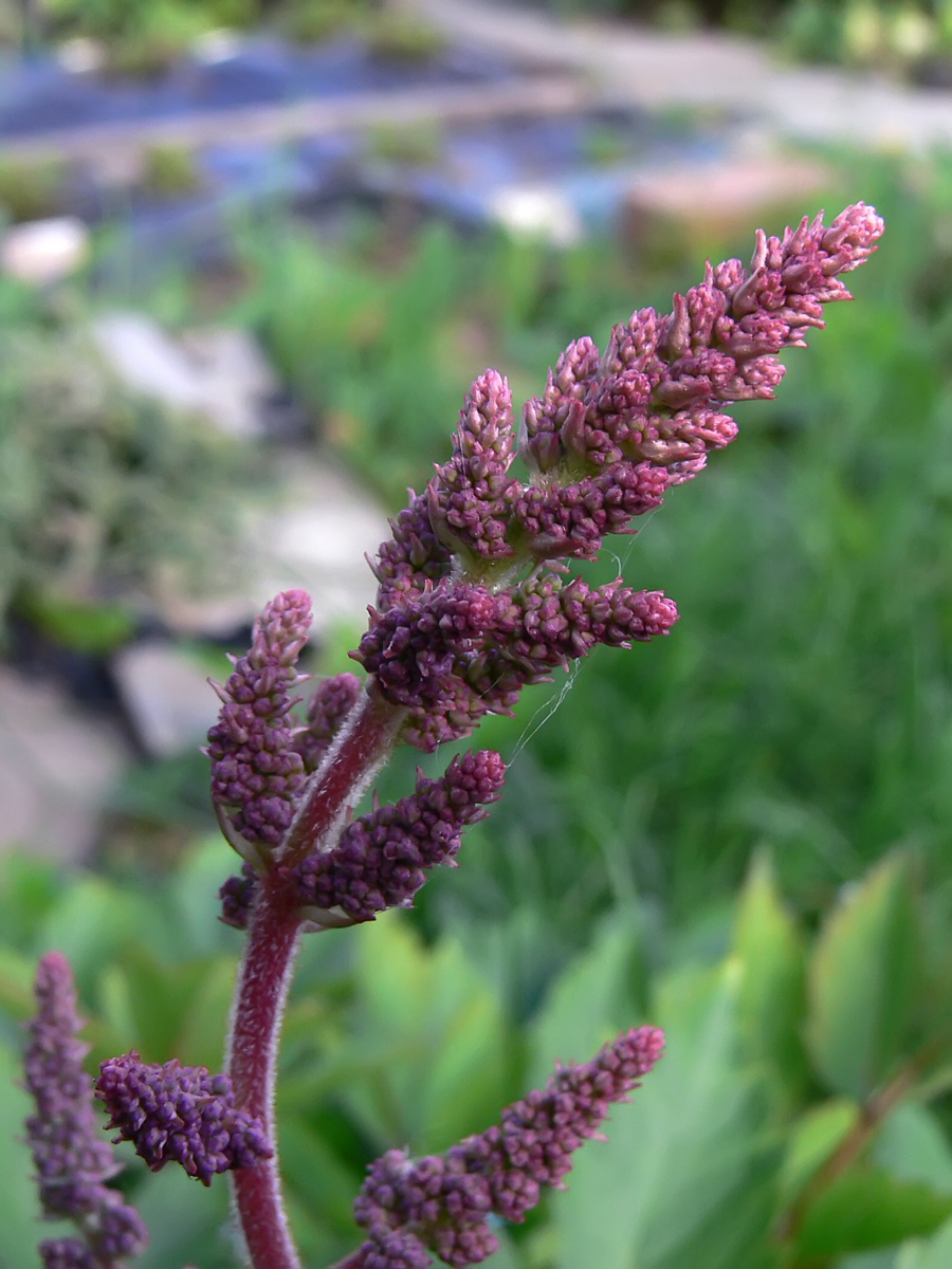 Image of Astilbe chinensis var. davidii specimen.