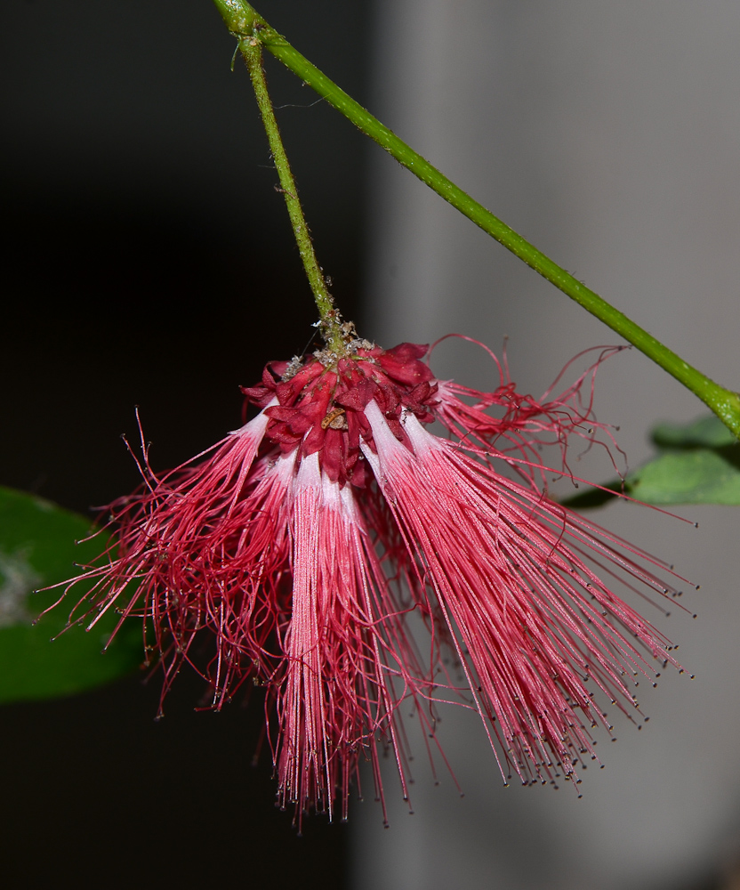 Image of Calliandra tergemina var. emarginata specimen.