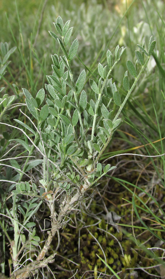 Image of Astragalus glaucus specimen.