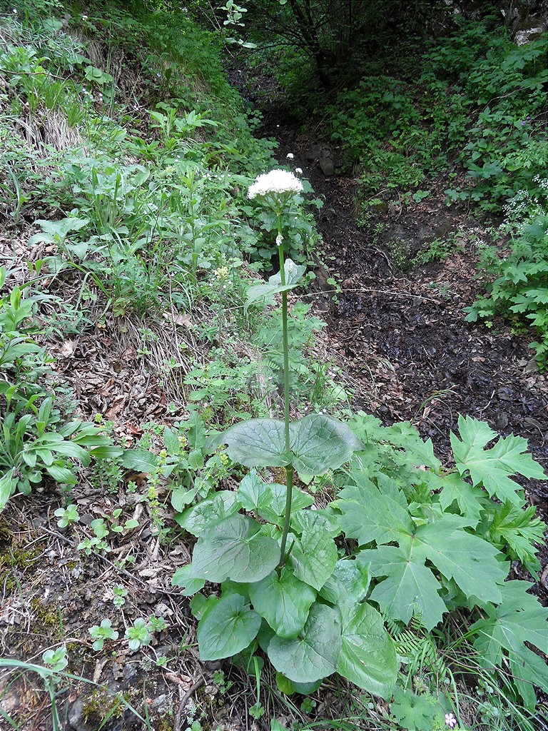 Изображение особи Valeriana alliariifolia.