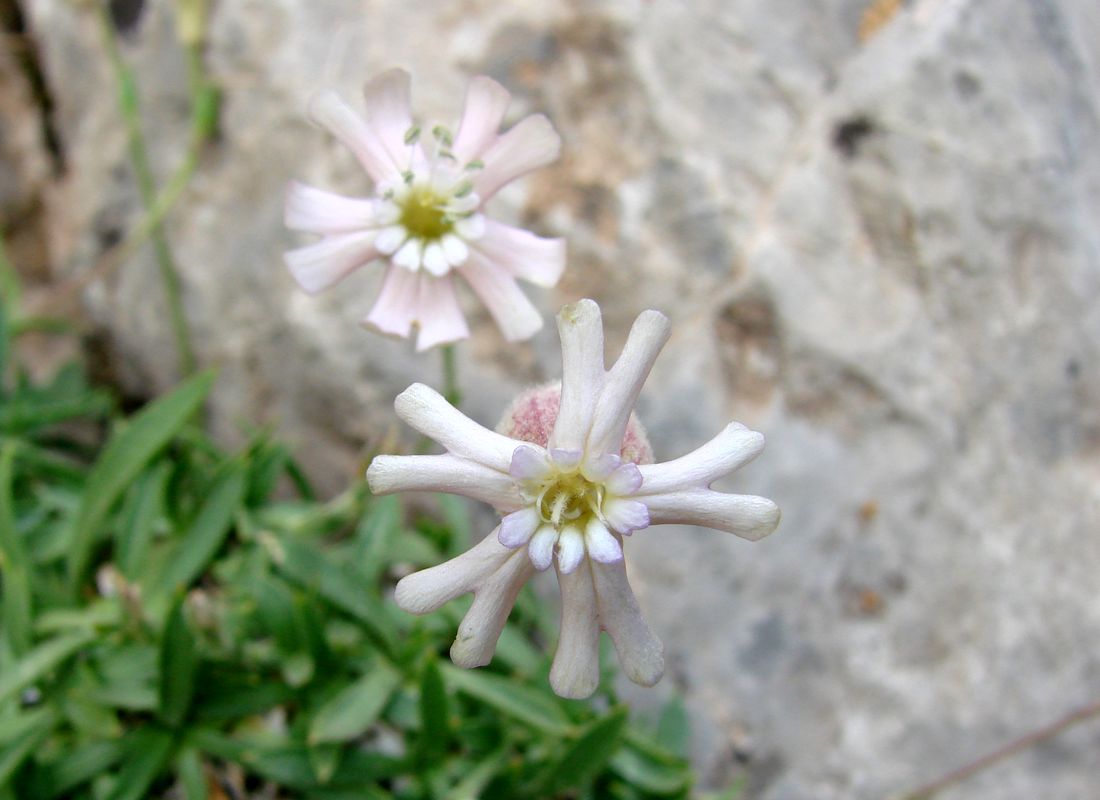 Image of Silene samarkandensis specimen.