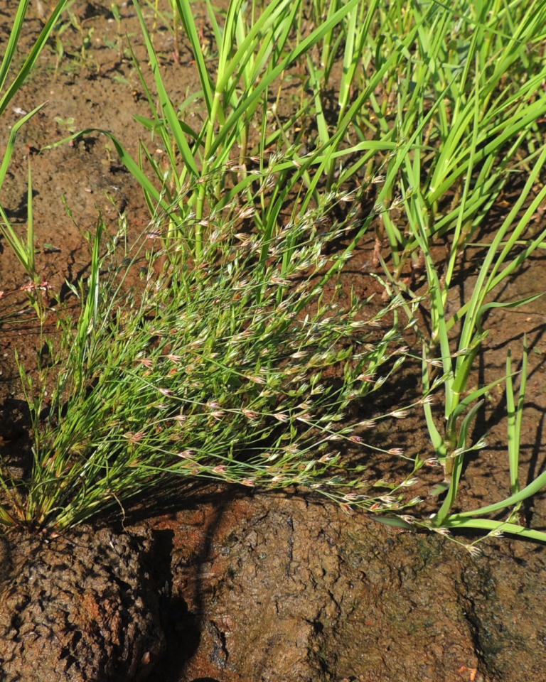 Изображение особи Juncus bufonius.