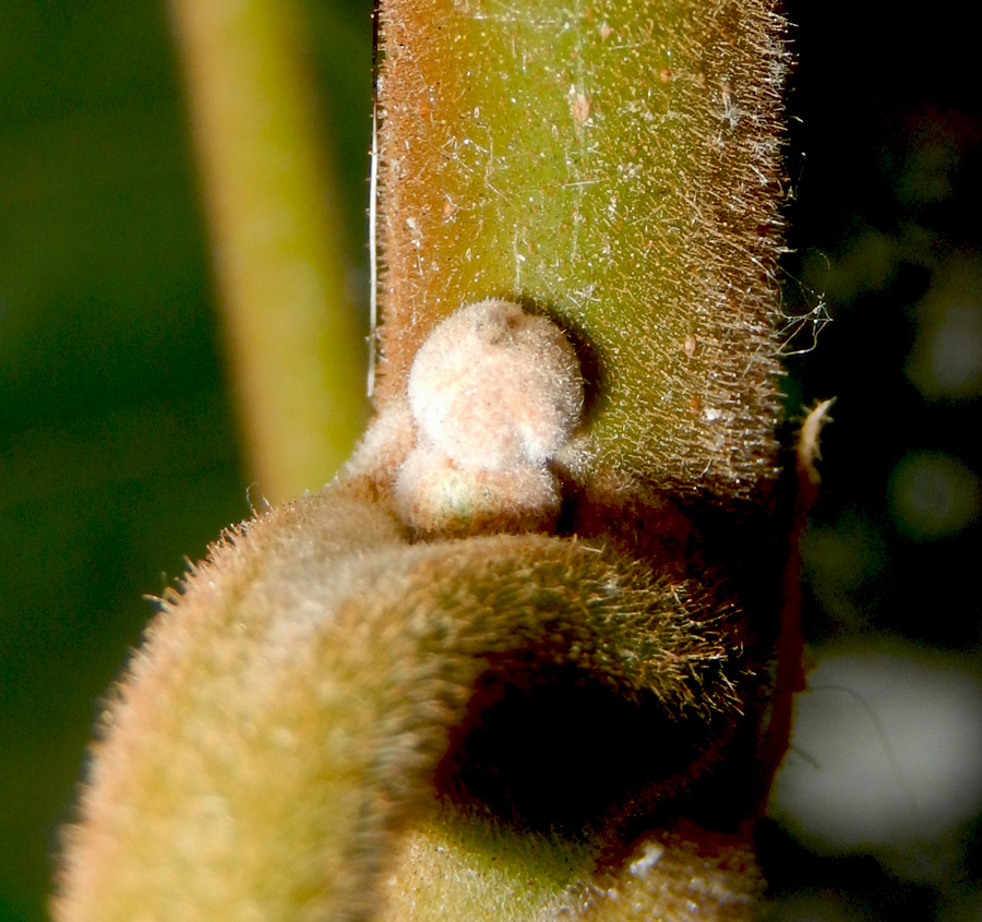 Image of Juglans nigra specimen.