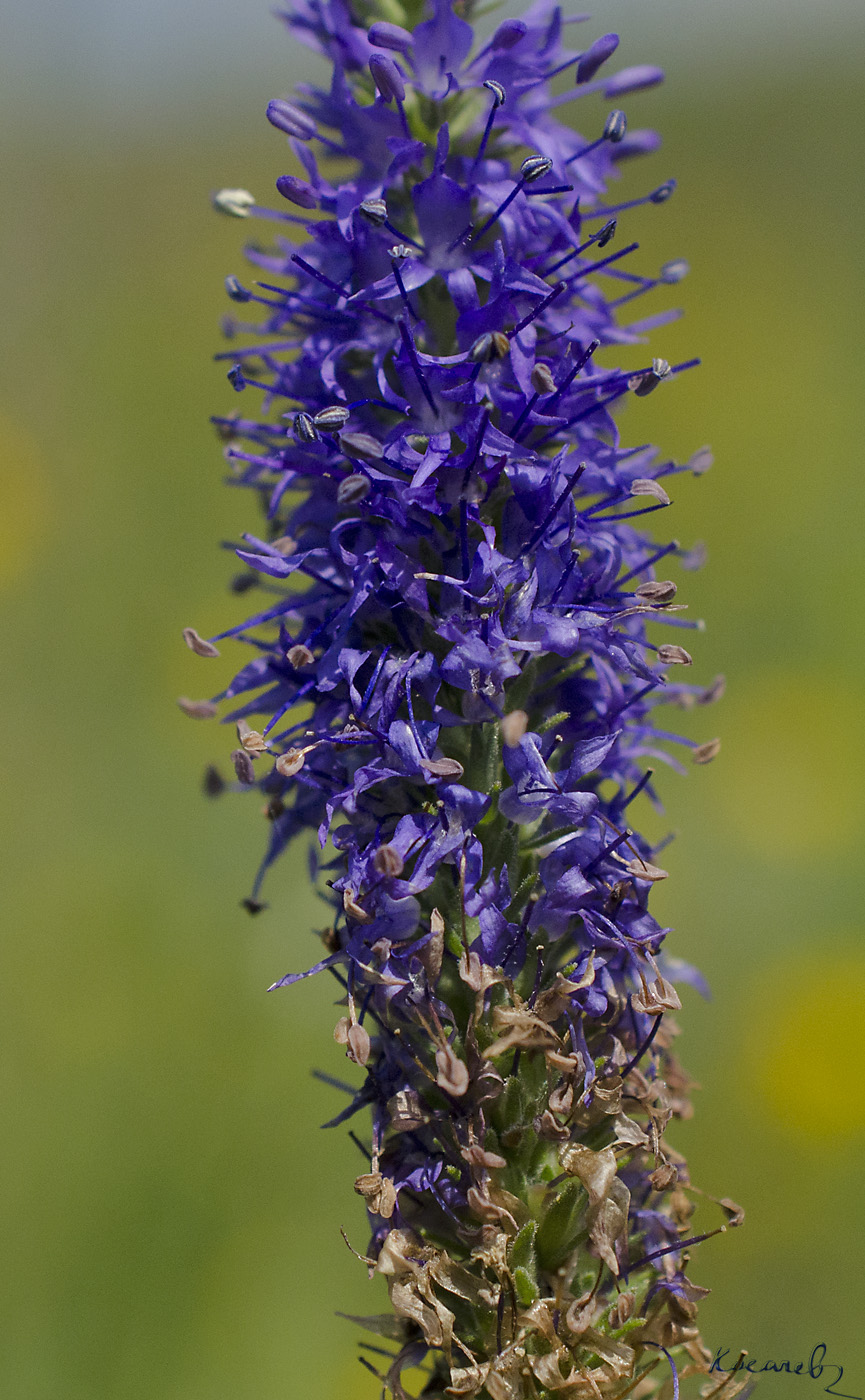 Изображение особи Veronica spicata.