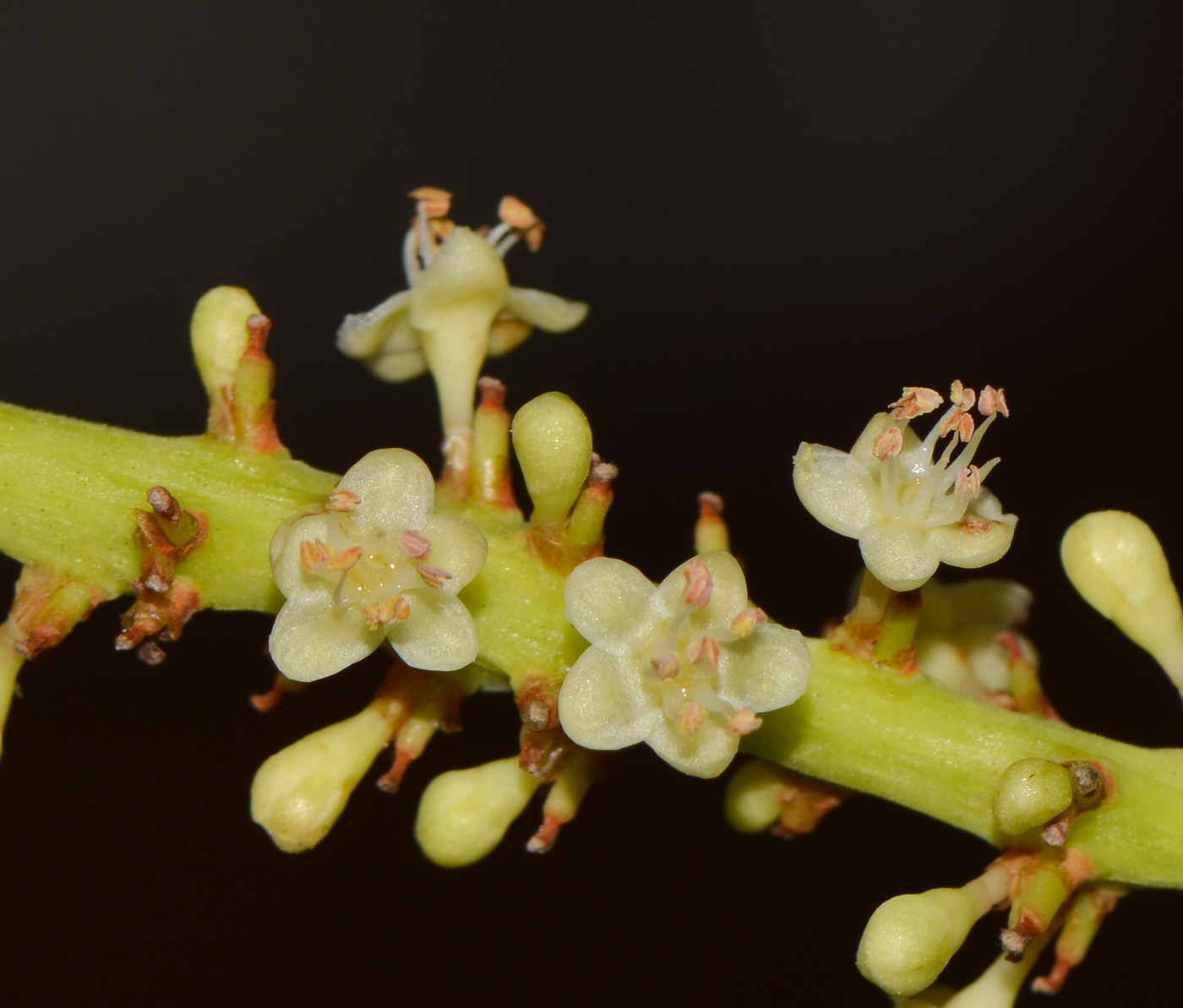 Изображение особи Coccoloba uvifera.