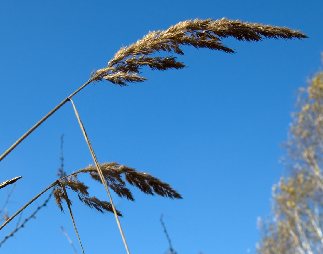 Image of Calamagrostis epigeios specimen.