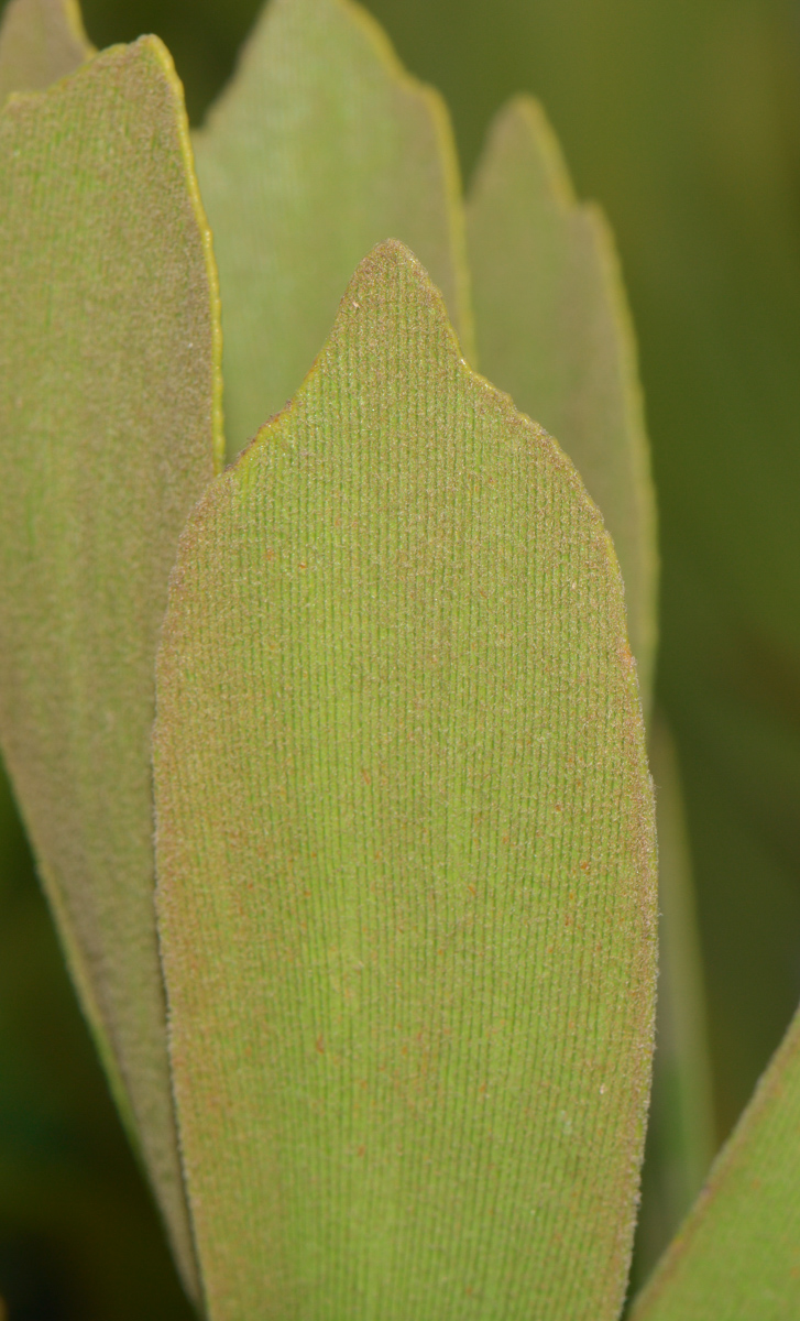 Image of Zamia furfuracea specimen.