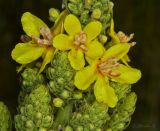Verbascum speciosum. Цветки. Молдова, Криулянский р-н, окр. с. Бутучены. 04.06.2015.