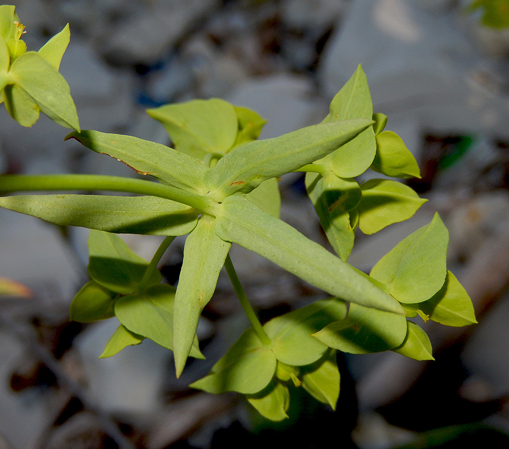 Image of Euphorbia taurinensis specimen.