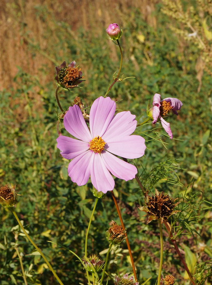 Изображение особи Cosmos bipinnatus.