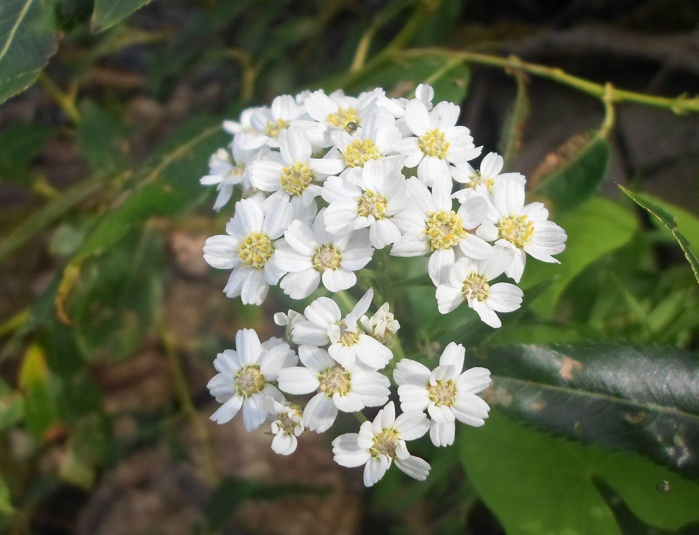 Image of Achillea ptarmica specimen.