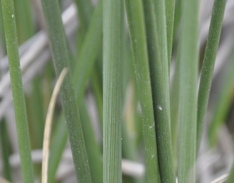 Image of Juncus maritimus specimen.