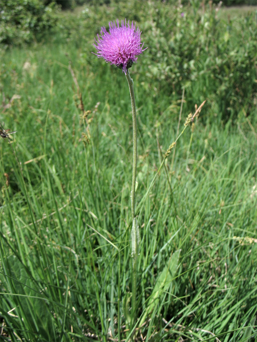 Image of Cirsium dissectum specimen.