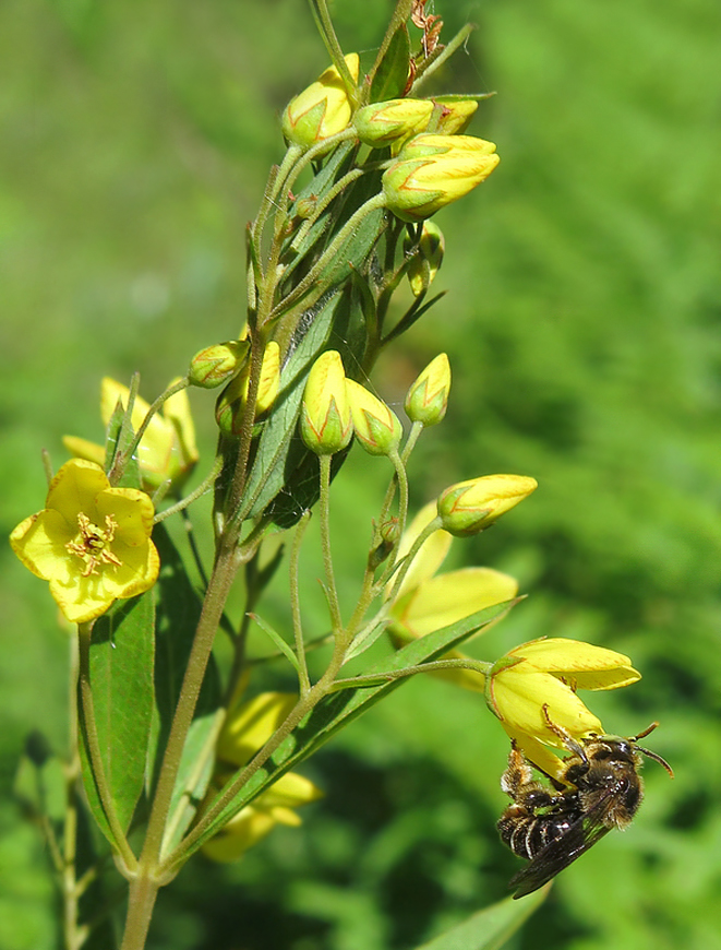 Image of Lysimachia davurica specimen.