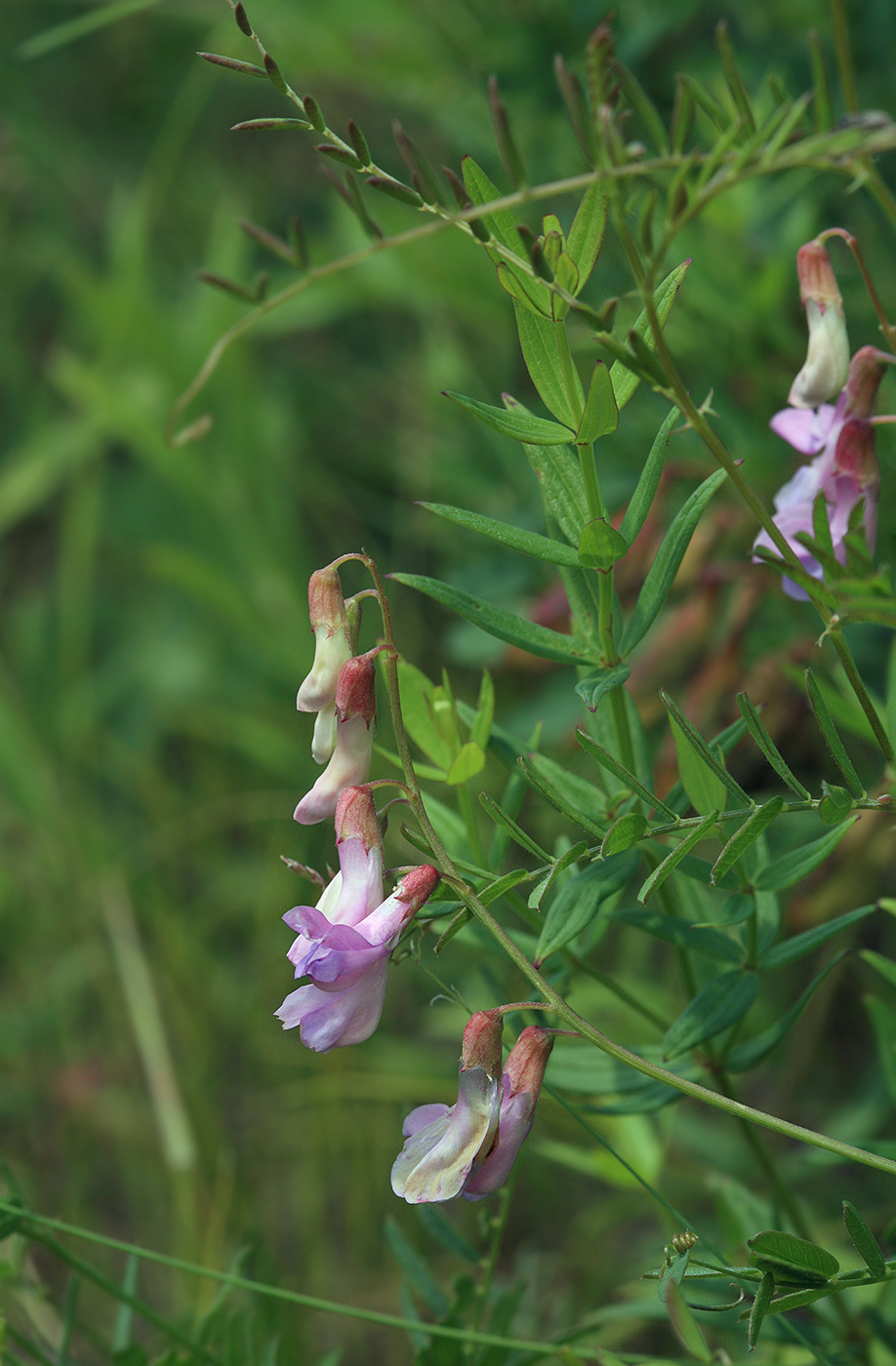 Изображение особи Vicia popovii.