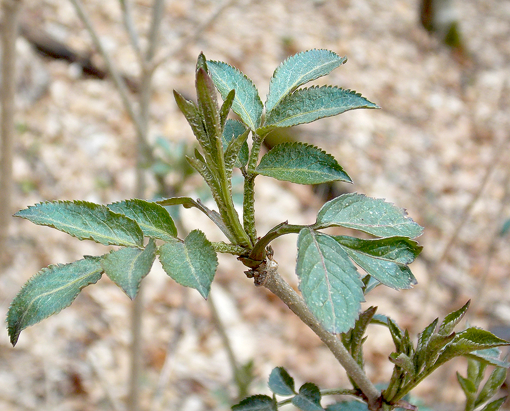 Image of Sambucus nigra specimen.