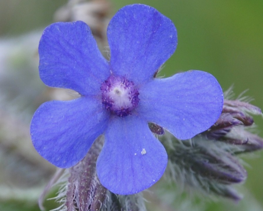 Image of Anchusa azurea specimen.