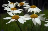 Pyrethrum corymbosum