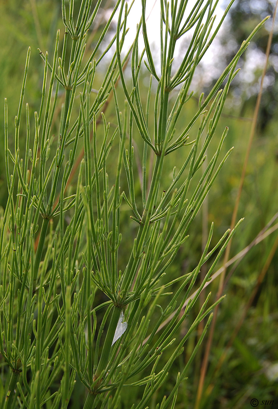 Изображение особи Equisetum arvense.